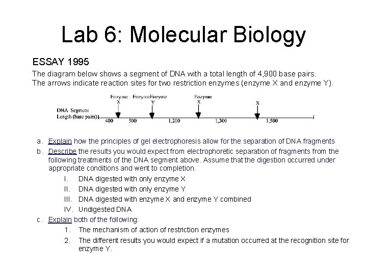 Lab 6: Molecular Biology ESSAY 1995 The diagram below shows a segment of DNA