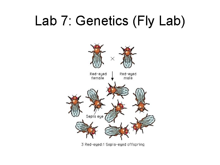 Lab 7: Genetics (Fly Lab) 