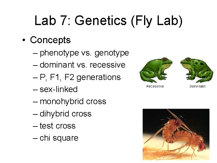 Lab 7: Genetics (Fly Lab) • Concepts – phenotype vs. genotype – dominant vs.