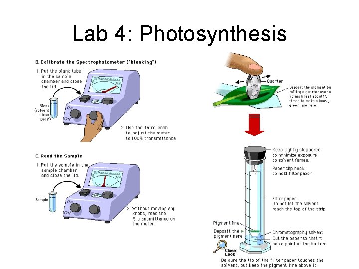 Lab 4: Photosynthesis 