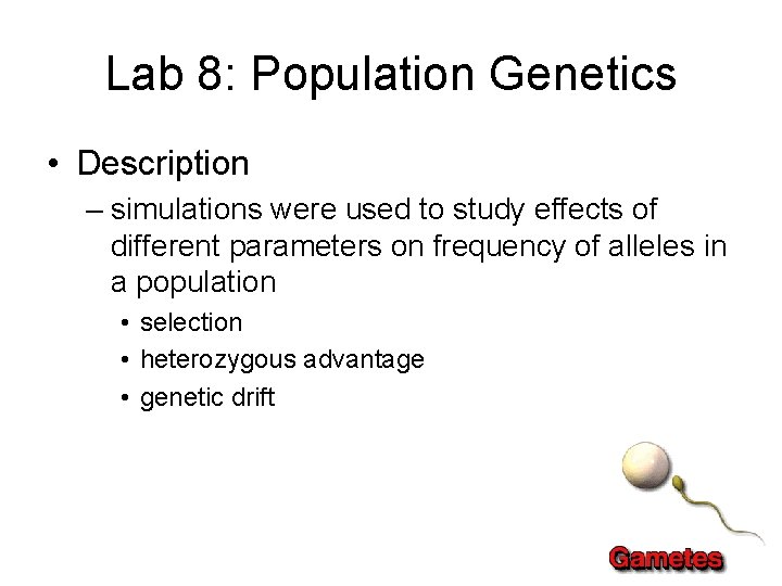 Lab 8: Population Genetics • Description – simulations were used to study effects of