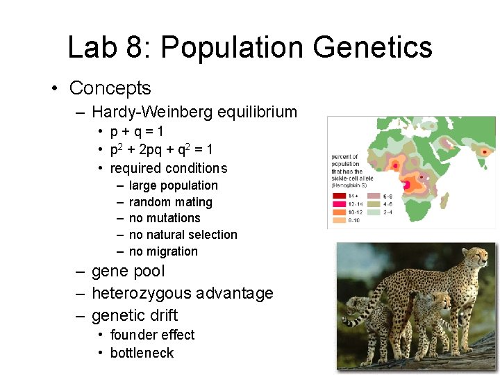 Lab 8: Population Genetics • Concepts – Hardy-Weinberg equilibrium • p+q=1 • p 2
