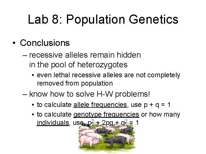 Lab 8: Population Genetics • Conclusions – recessive alleles remain hidden in the pool