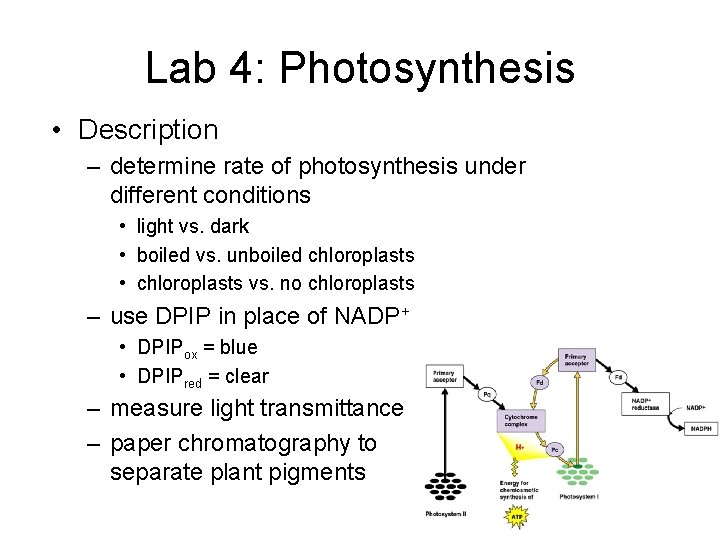 Lab 4: Photosynthesis • Description – determine rate of photosynthesis under different conditions •