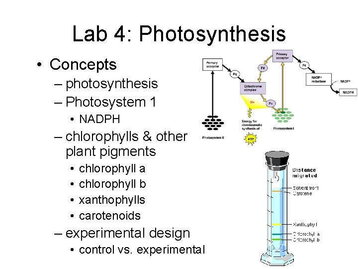 Lab 4: Photosynthesis • Concepts – photosynthesis – Photosystem 1 • NADPH – chlorophylls