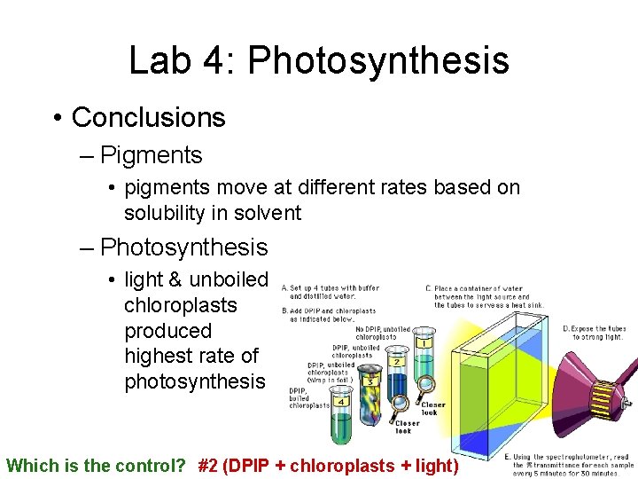 Lab 4: Photosynthesis • Conclusions – Pigments • pigments move at different rates based