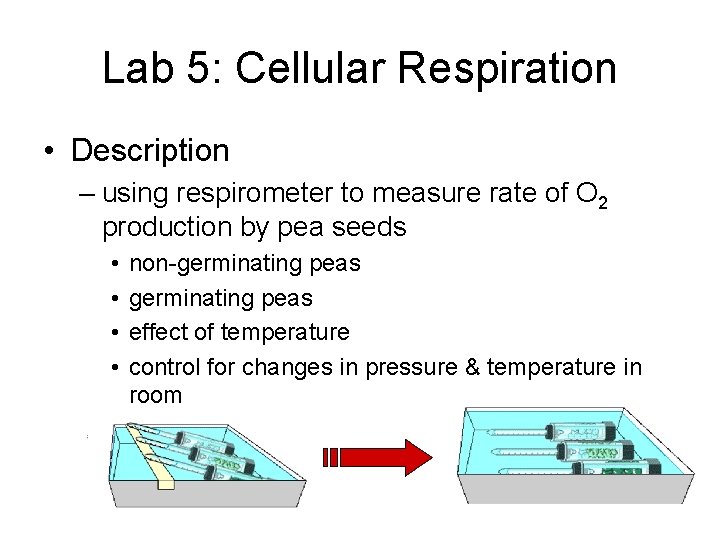 Lab 5: Cellular Respiration • Description – using respirometer to measure rate of O