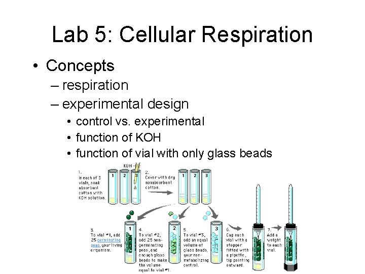 Lab 5: Cellular Respiration • Concepts – respiration – experimental design • control vs.