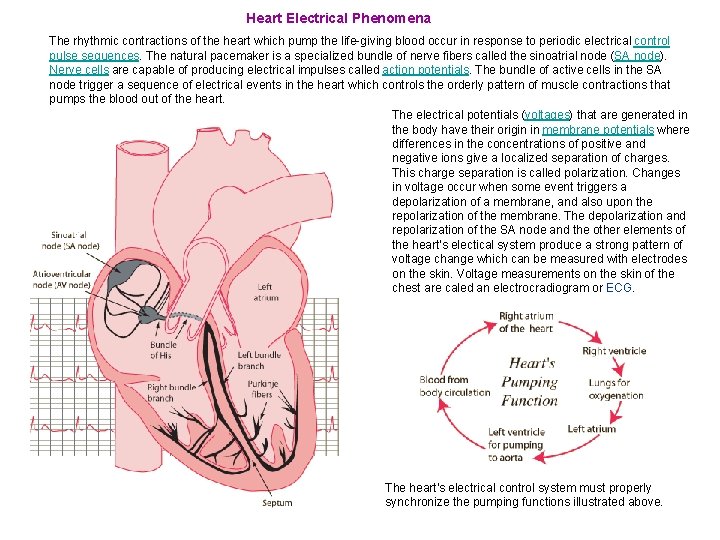 Heart Electrical Phenomena The rhythmic contractions of the heart which pump the life-giving blood