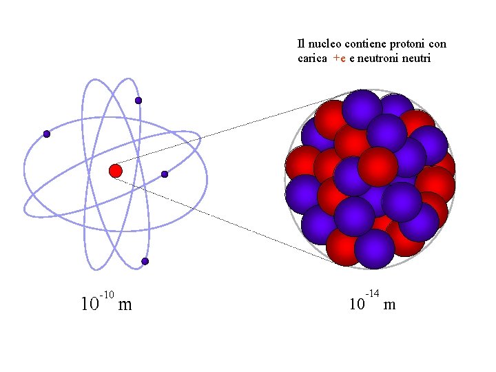 Il nucleo contiene protoni con carica +e e neutroni neutri -10 10 m -14