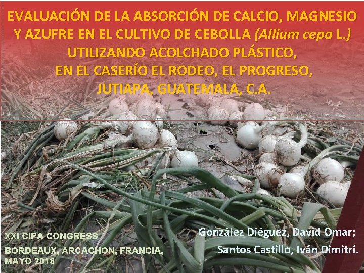 EVALUACIÓN DE LA ABSORCIÓN DE CALCIO, MAGNESIO Y AZUFRE EN EL CULTIVO DE CEBOLLA