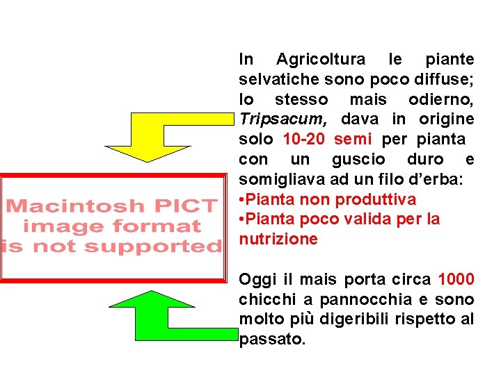 In Agricoltura le piante selvatiche sono poco diffuse; lo stesso mais odierno, Tripsacum, dava