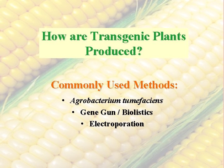 How are Transgenic Plants Produced? Commonly Used Methods: • Agrobacterium tumefaciens • Gene Gun