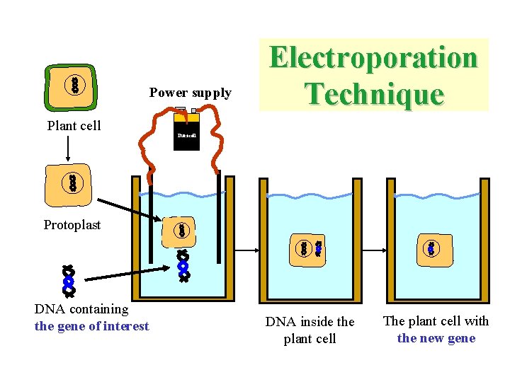 Power supply Plant cell Electroporation Technique Duracell Protoplast DNA containing the gene of interest
