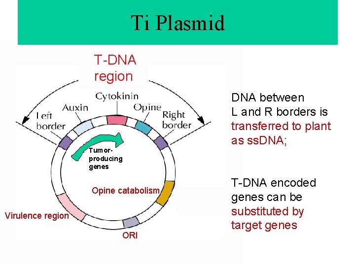 Ti Plasmid T-DNA region Tumorproducing genes Opine catabolism Virulence region ORI DNA between L