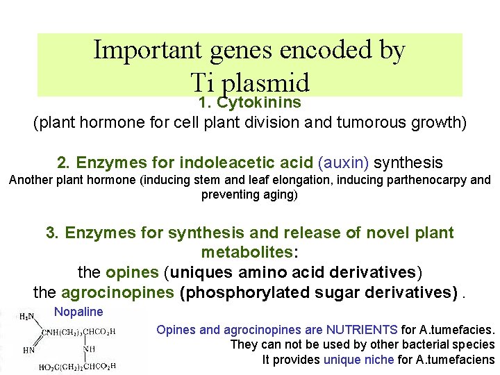 Important genes encoded by Ti plasmid 1. Cytokinins (plant hormone for cell plant division