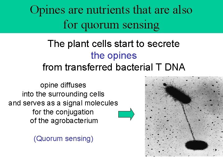 Opines are nutrients that are also for quorum sensing The plant cells start to