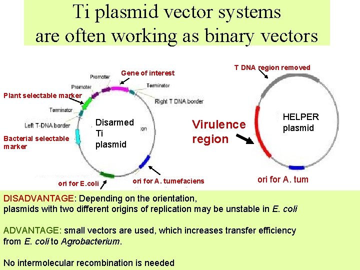 Ti plasmid vector systems are often working as binary vectors T DNA region removed