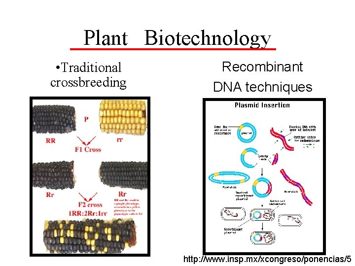 Plant Biotechnology • Traditional crossbreeding Recombinant DNA techniques http: //www. insp. mx/xcongreso/ponencias/5 