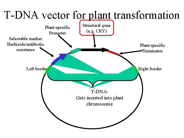 T-DNA vector for plant transformation Plant-specific Promoter Structural gene (e. g. CRY) Selectable marker