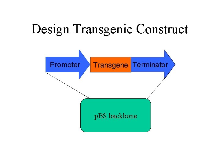 Design Transgenic Construct Promoter Transgene Terminator p. BS backbone 