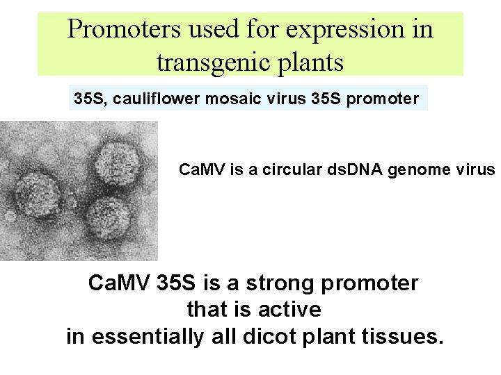 Promoters used for expression in transgenic plants 35 S, cauliflower mosaic virus 35 S