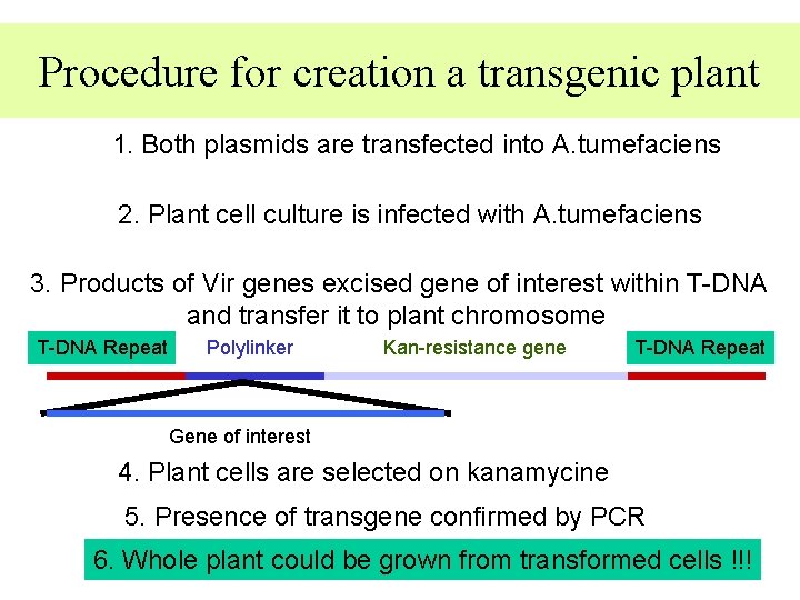 Procedure for creation a transgenic plant 1. Both plasmids are transfected into A. tumefaciens