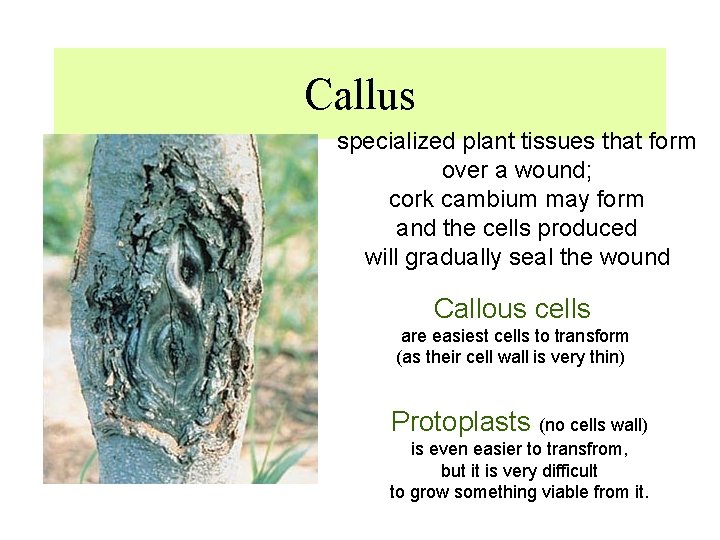 Callus specialized plant tissues that form over a wound; cork cambium may form and