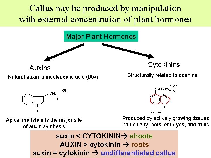 Callus nay be produced by manipulation with external concentration of plant hormones Major Plant