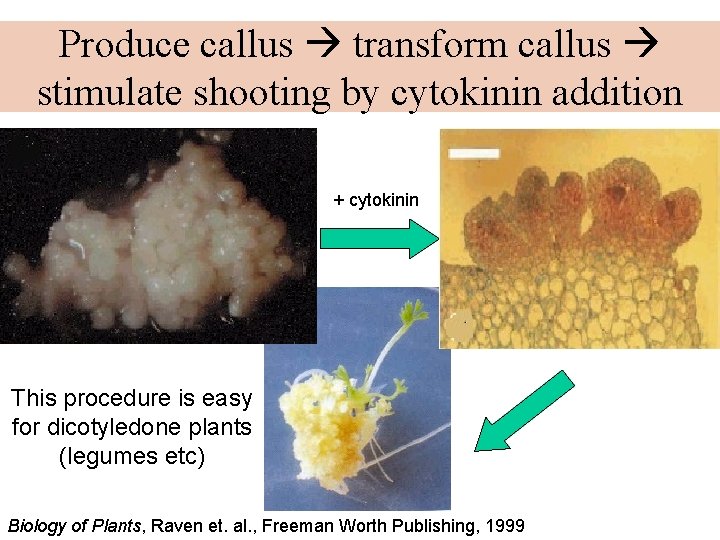 Produce callus transform callus stimulate shooting by cytokinin addition + cytokinin This procedure is