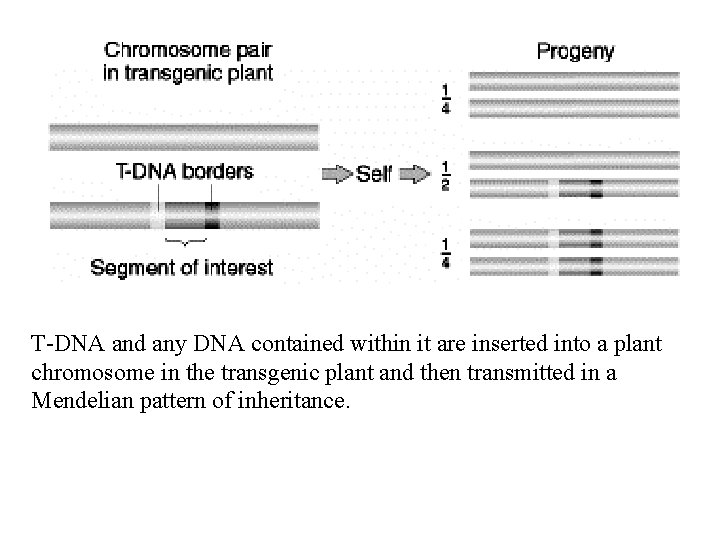 T-DNA and any DNA contained within it are inserted into a plant chromosome in