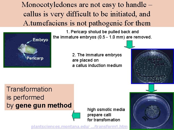 Monocotyledones are not easy to handle – callus is very difficult to be initiated,