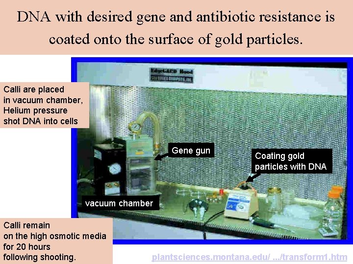 DNA with desired gene and antibiotic resistance is coated onto the surface of gold