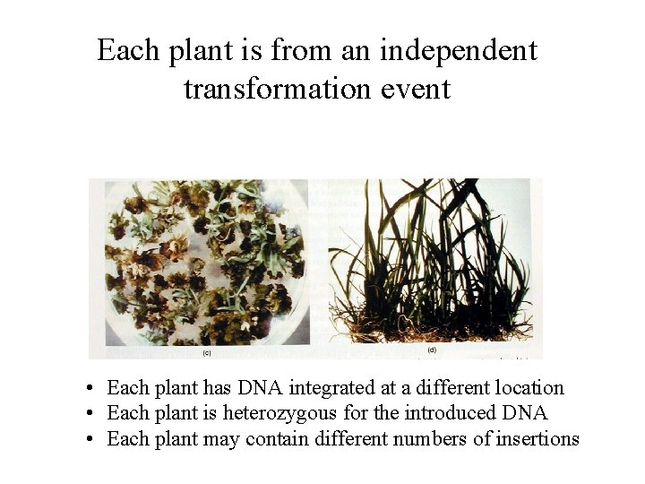 Each plant is from an independent transformation event • Each plant has DNA integrated