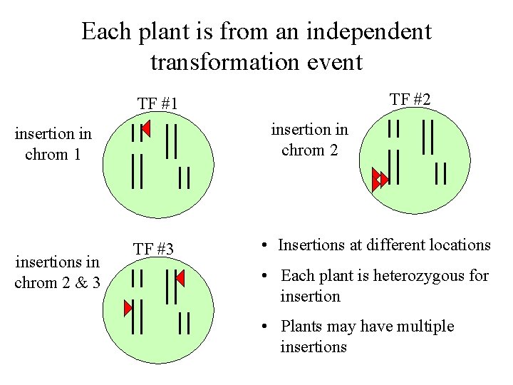 Each plant is from an independent transformation event TF #2 TF #1 insertion in
