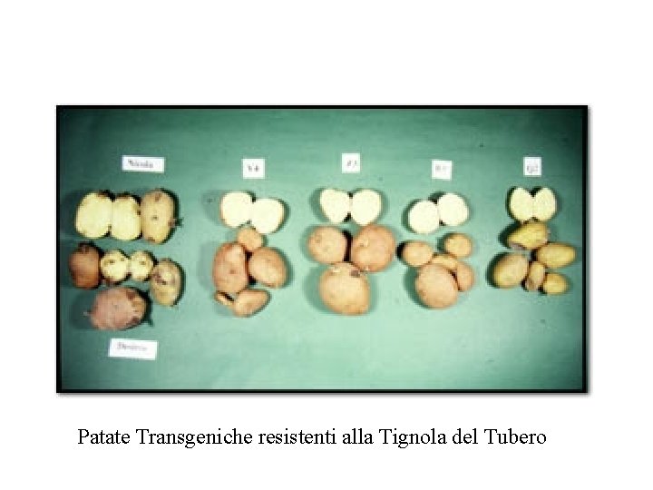 Patate. Tuberi di patata transgenica resistenti alla Tignola del tubero Transgeniche resistenti alla Tignola