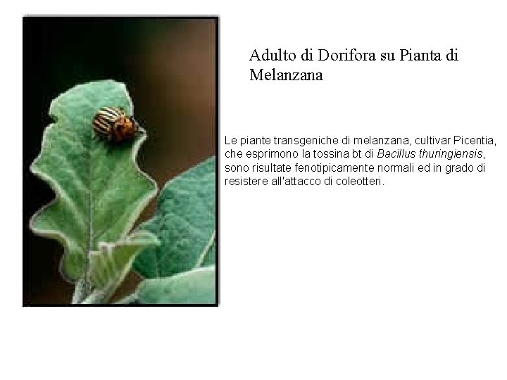 Adulto di Dorifora su Pianta di Melanzana Le piante transgeniche di melanzana, cultivar Picentia,