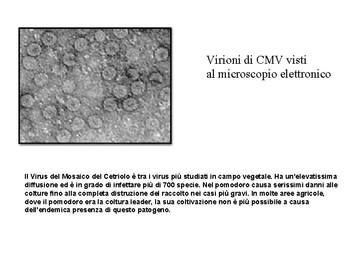 Virioni di CMV visti al microscopio elettronico Il Virus del Mosaico del Cetriolo è