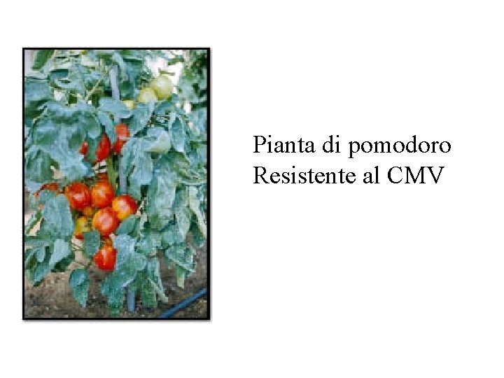 Pianta di pomodoro Resistente al CMV 