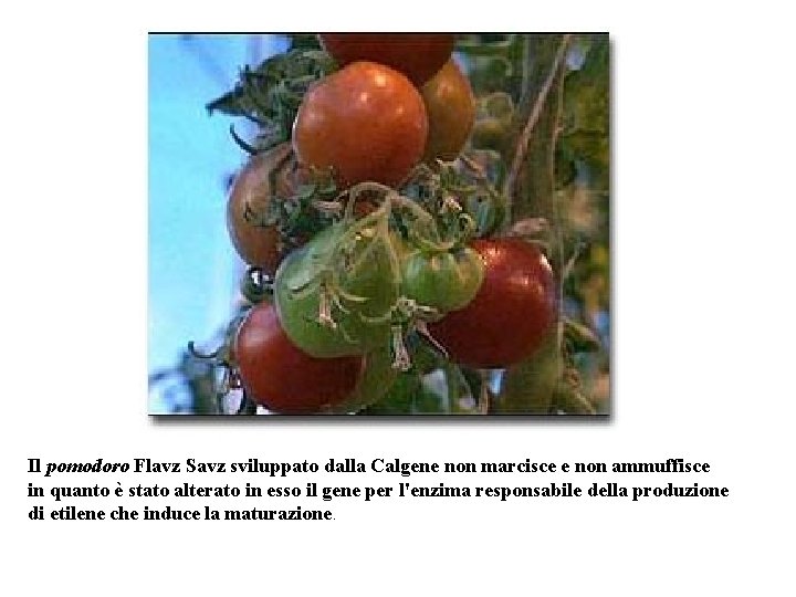 Il pomodoro Flavz Savz sviluppato dalla Calgene non marcisce e non ammuffisce in quanto