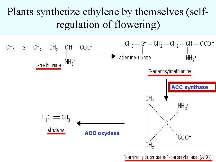 Plants synthetize ethylene by themselves (selfregulation of flowering) ACC synthase ACC oxydase 