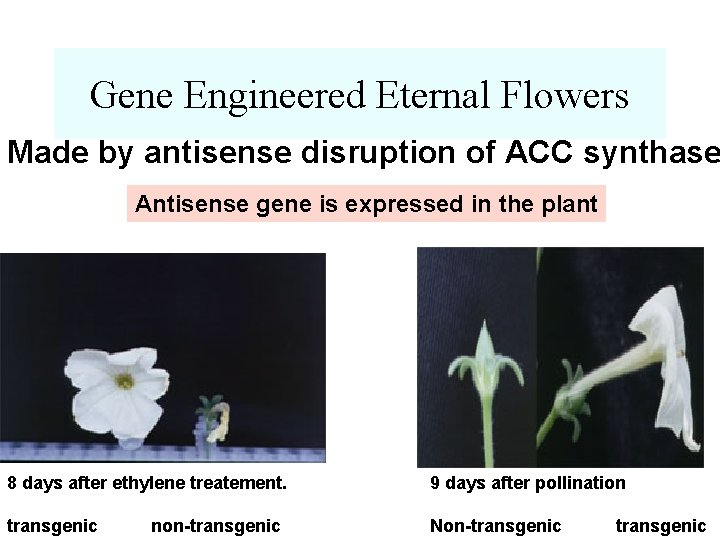 Gene Engineered Eternal Flowers Made by antisense disruption of ACC synthase Antisense gene is