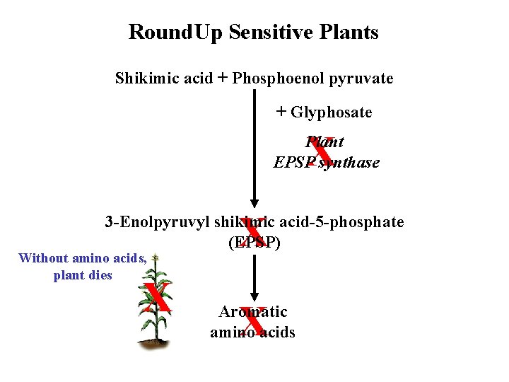 Round. Up Sensitive Plants Shikimic acid + Phosphoenol pyruvate + Glyphosate X Plant EPSP
