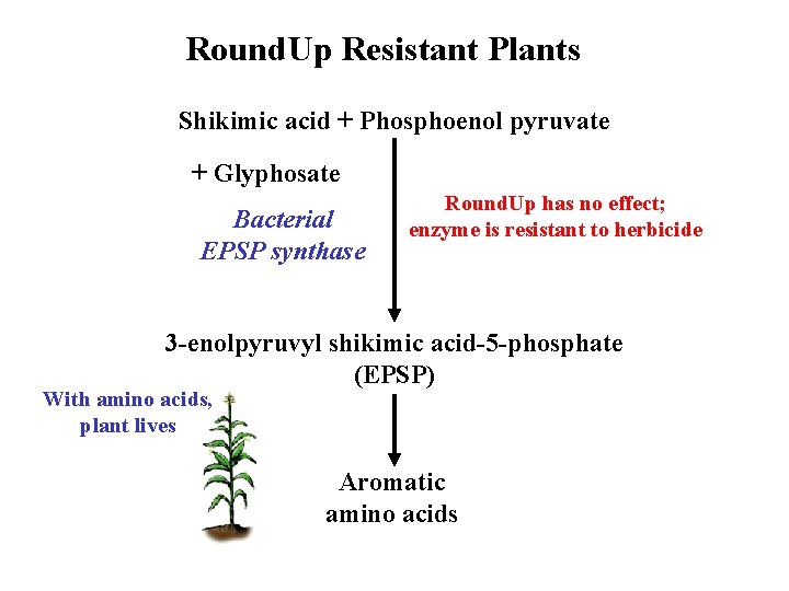 Round. Up Resistant Plants Shikimic acid + Phosphoenol pyruvate + Glyphosate Bacterial EPSP synthase