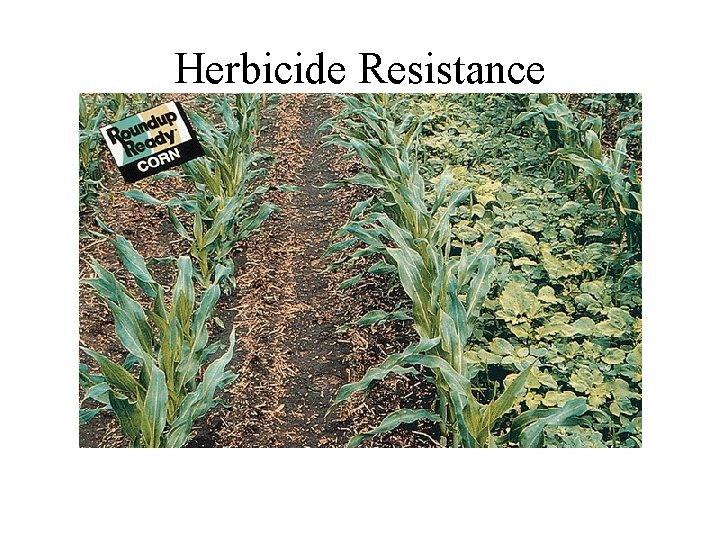 Herbicide Resistance Western Blot 