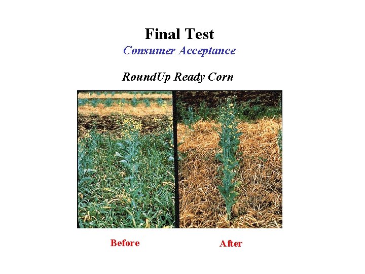 Final Test Consumer Acceptance Round. Up Ready Corn Before After 