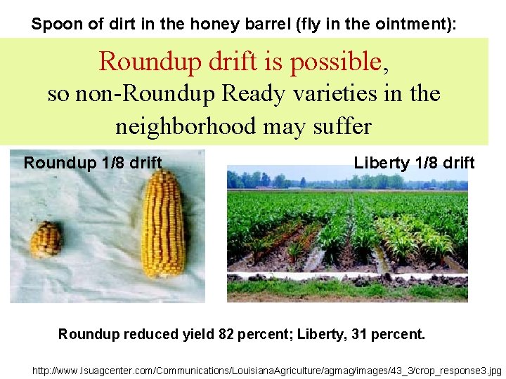 Spoon of dirt in the honey barrel (fly in the ointment): Roundup drift is