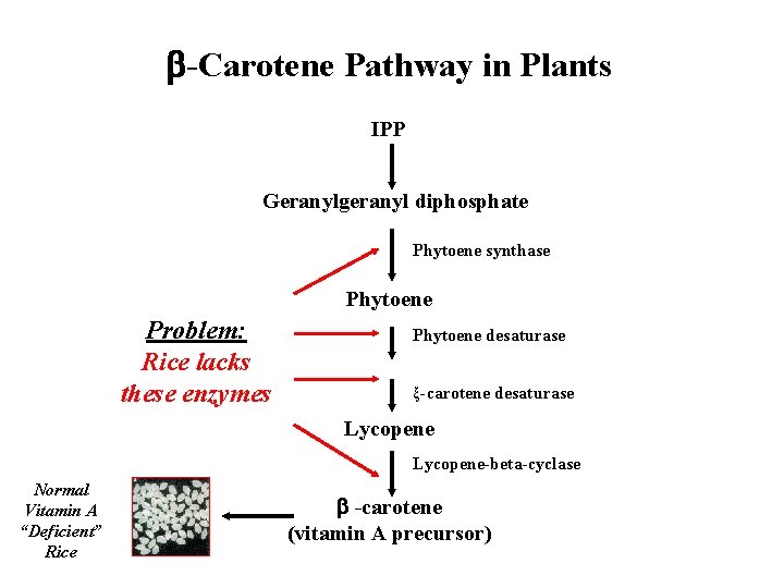  -Carotene Pathway in Plants IPP Geranylgeranyl diphosphate Phytoene synthase Phytoene Problem: Rice lacks