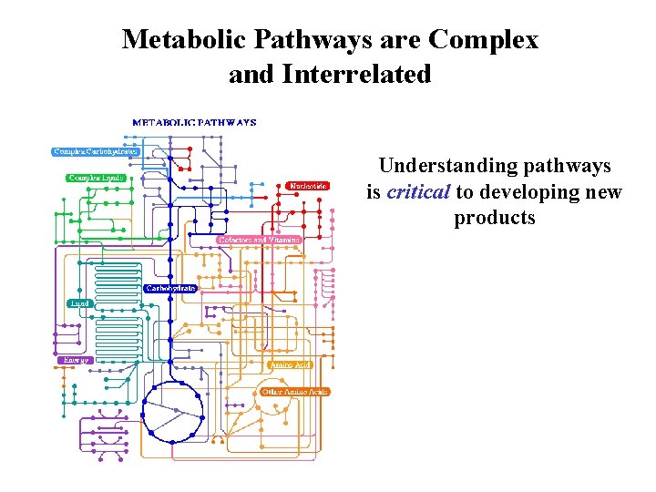 Metabolic Pathways are Complex and Interrelated Understanding pathways is critical to developing new products