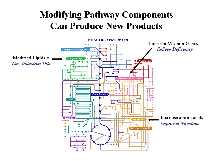 Modifying Pathway Components Can Produce New Products Turn On Vitamin Genes = Relieve Deficiency